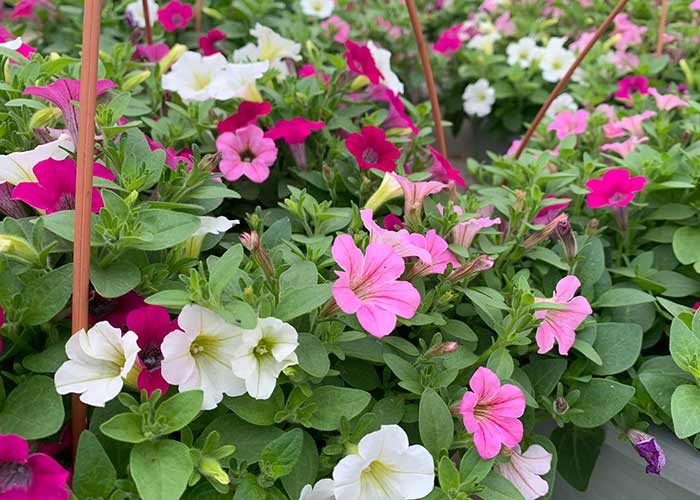 Garden Plants, Herbs